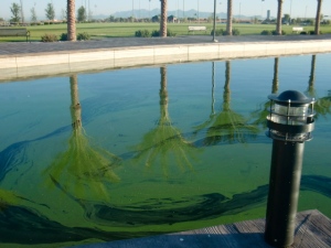 riverview algae